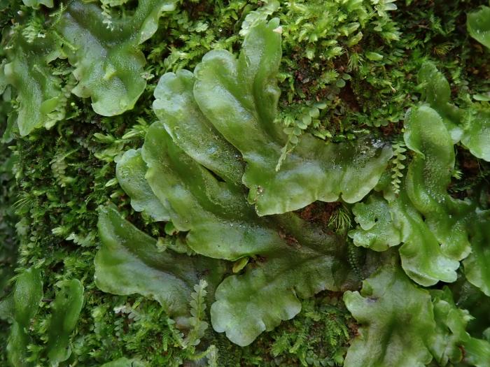 Pellia epiphylla (L.) Corda
