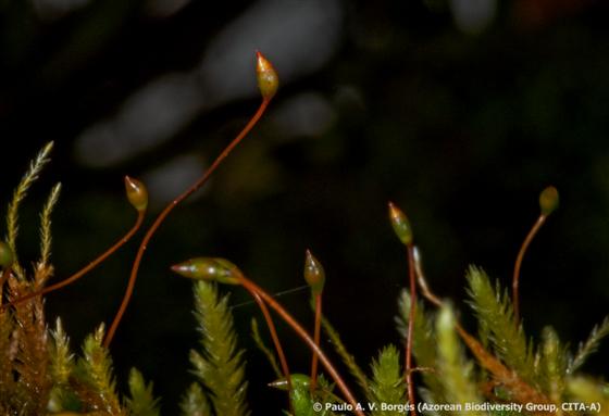 © Paulo A. V. Borges