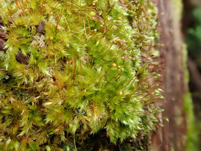 Sematophyllum substrumulosum (Hampe) E.Britton