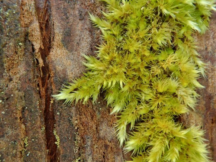 Sematophyllum substrumulosum (Hampe) E.Britton