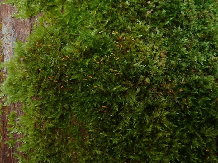 Sematophyllum substrumulosum (Hampe) E.Britton
