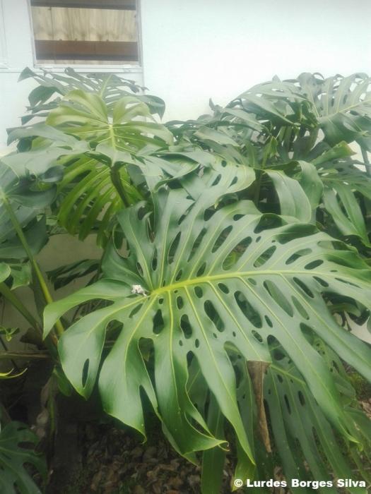 © Lurdes Borges Silva