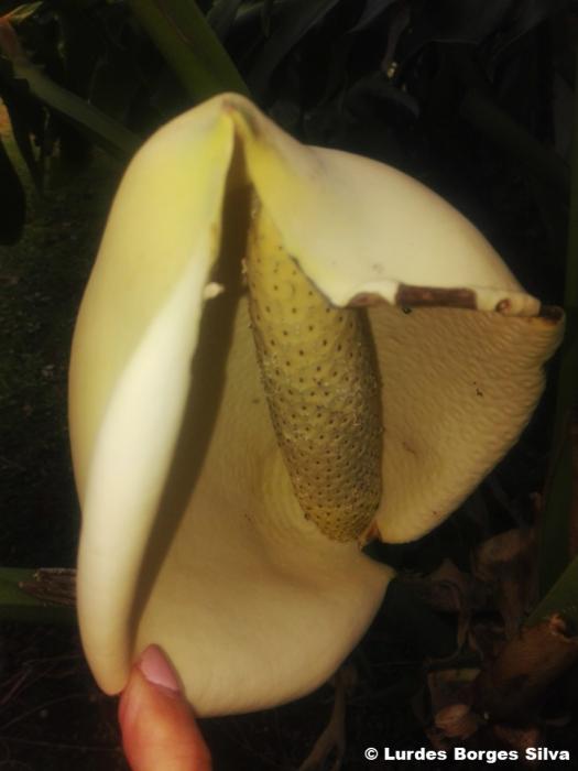 © Lurdes Borges Silva