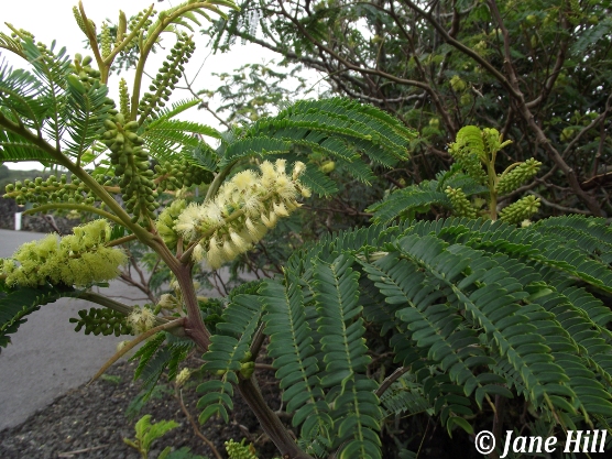 Tallo; hojas; inflorescencia / © Jane Hill
