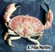 Cancer bellianus J.Y. Johnson, 1861