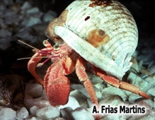 Dardanus arrosor (Herbst, 1796)