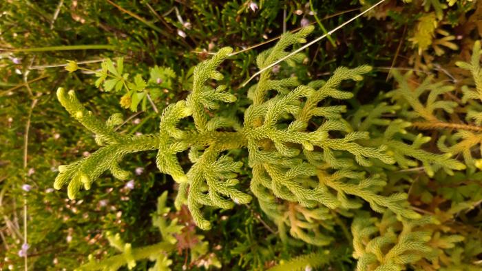 &copy; Rui Bento Elias