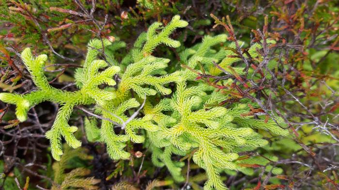 &copy; Rui Bento Elias