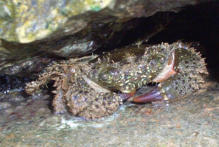 Eriphia verrucosa (Forskål, 1775)