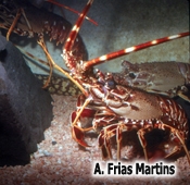 Palinurus elephas (Fabricius, 1787)
