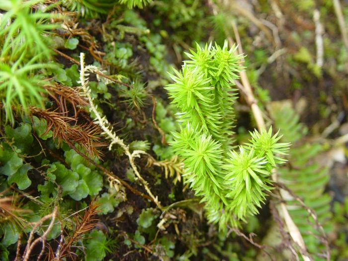 &copy; Fernando Pereira