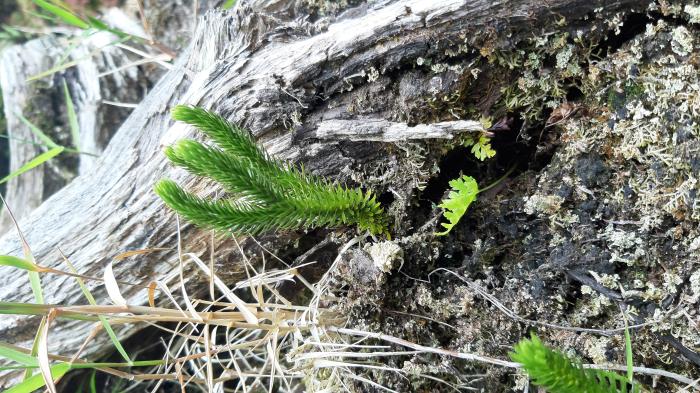 &copy; Rui Bento Elias