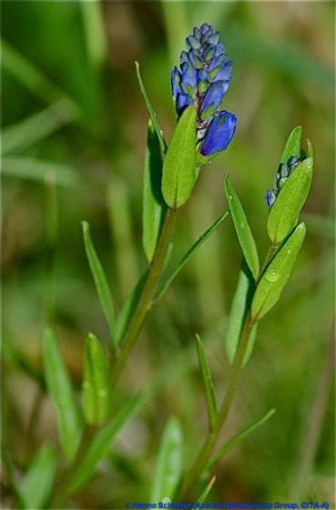 Polygala serpyllifolia Hosé