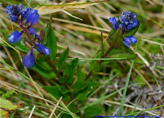 Polygala serpyllifolia Hosé