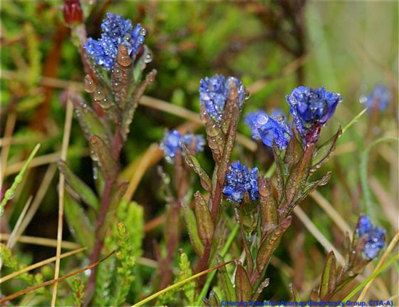 Polygala serpyllifolia Hosé