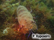 Scyllarides latus (Latreille, 1803)