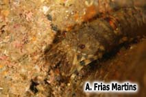 Scyllarus arctus (Linnaeus, 1758)