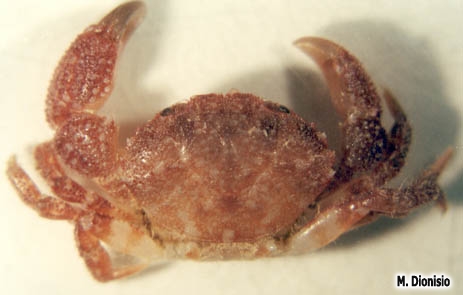 Microcassiope minor (Dana, 1852)