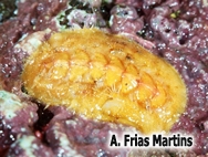 Acanthochitona fascicularis (Linnaeus, 1767)