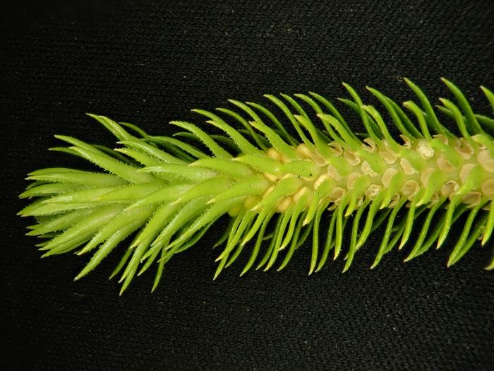 &copy; Rosalina Gabriel