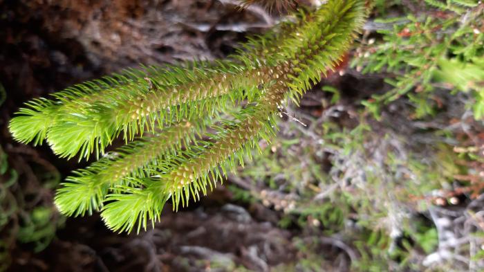 &copy; Rui Bento Elias