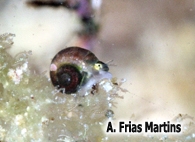 Skeneopsis planorbis (O. Fabricius, 1780)