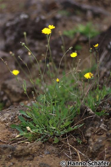 Reichardia picroides Roth