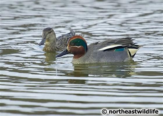 © Northeastwildlife