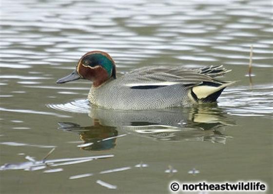 © Northeastwildlife