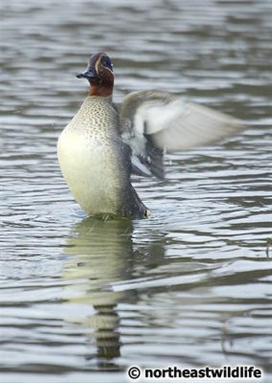 © Northeastwildlife