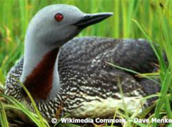 Gavia stellata (Pontoppidan, 1763)