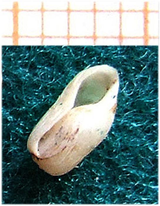 Retusa truncatula (Bruguière, 1792)