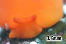 Berthellina edwardsii (Vayssière, 1897)
