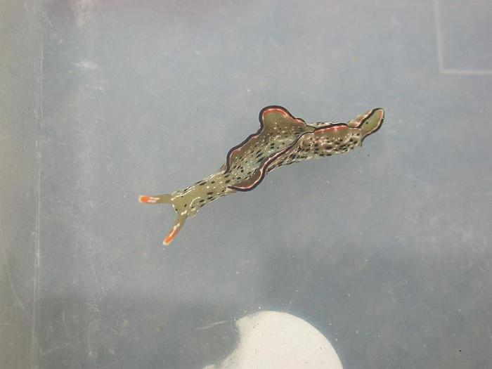Elysia ornata (Swainson, 1840)