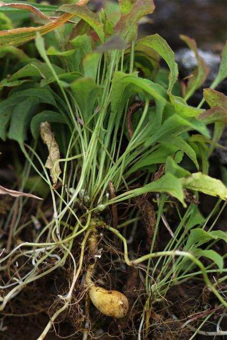 Aetheorrhiza bulbosa (L.) Cass. subsp. bulbosa