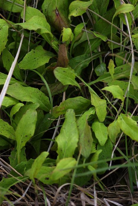 Aetheorrhiza bulbosa (L.) Cass. subsp. bulbosa