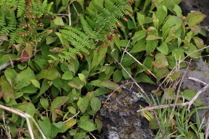 Aetheorrhiza bulbosa (L.) Cass. subsp. bulbosa