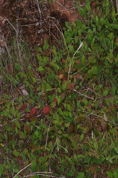 Aetheorrhiza bulbosa (L.) Cass. subsp. bulbosa
