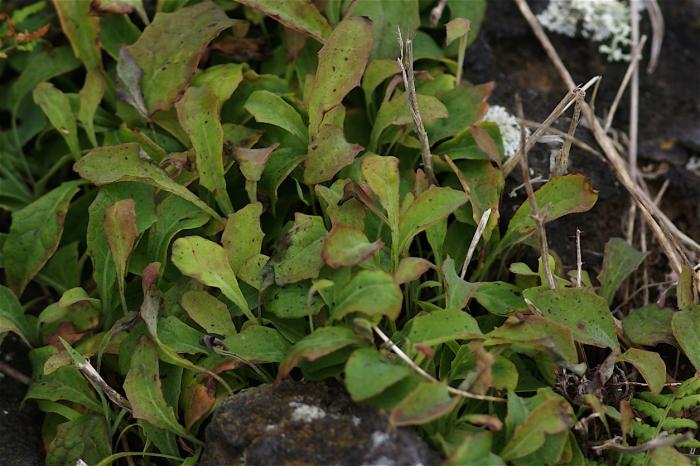 Aetheorrhiza bulbosa (L.) Cass. subsp. bulbosa