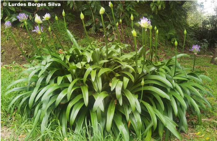 © Lurdes Borges Silva