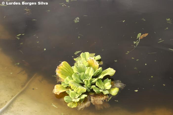 © Lurdes Borges Silva