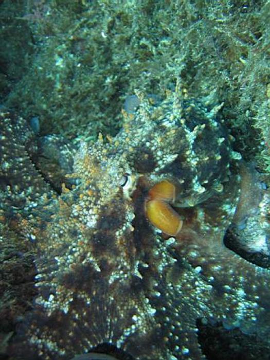 Octopus vulgaris (Cuvier, 1797)