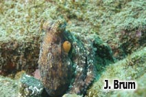 Octopus vulgaris (Cuvier, 1797)