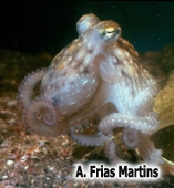 Octopus vulgaris (Cuvier, 1797)