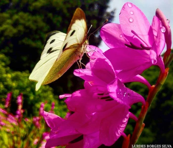 Butterfly Pieris brassicae azorensis on Watsonia borbonica flower / © Lurdes Borges Silva