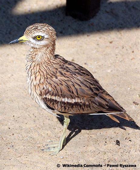 Burhinus oedicnemus (Linnaeus, 1758)