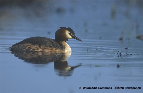 Podiceps cristatus (Linnaeus, 1758)