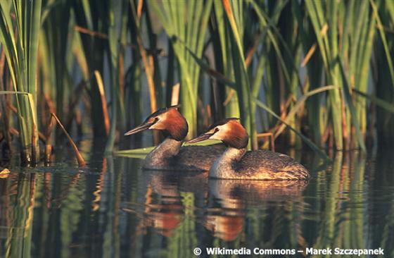 Podiceps cristatus (Linnaeus, 1758)