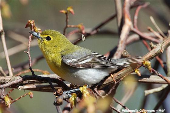 Vireo flavifrons Vieillot, 1808