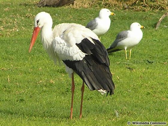 Ciconia ciconia (Linnaeus, 1758)